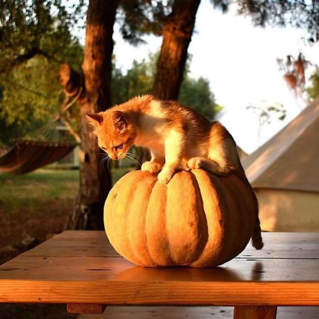 Вилла Glamping At A Lovely Tent In Skiaxtro- Маратополис Экстерьер фото